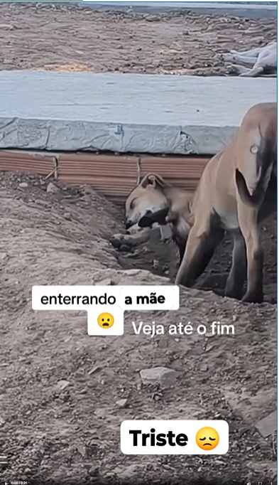 M3108003_shares Sua mãe se foi olha só Atitude dela eelsviral animais Gerson Brown_part2