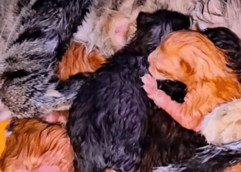 M1009016 Mother helpless when children cling to each other rescue rescuecat part2