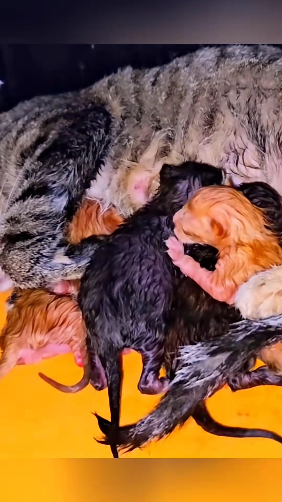 M1009016 Mother helpless when children cling to each other rescue rescuecat part2