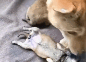 M1009018 Even though her child is no longer there, she still doesn’t want to be away from her child part2