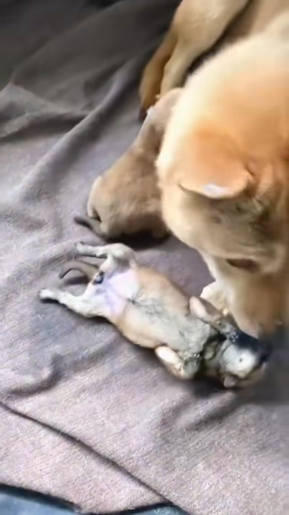 M1009018 Even though her child is no longer there, she still doesn’t want to be away from her child part2