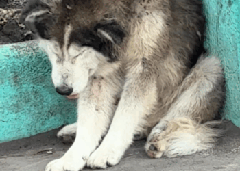 M1009013 Baka may nawawalan ng dog dyan Bacacay Albay area po