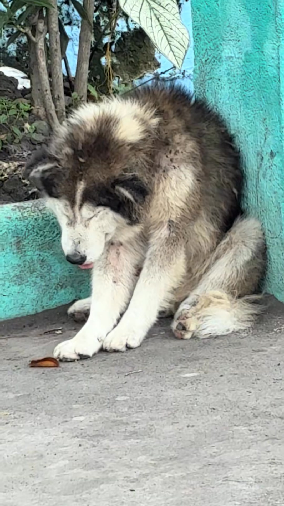 M1009013 Baka may nawawalan ng dog dyan Bacacay Albay area po