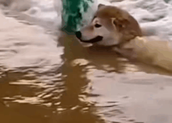 M1009022 see what happen to him Animal At Hearts part2