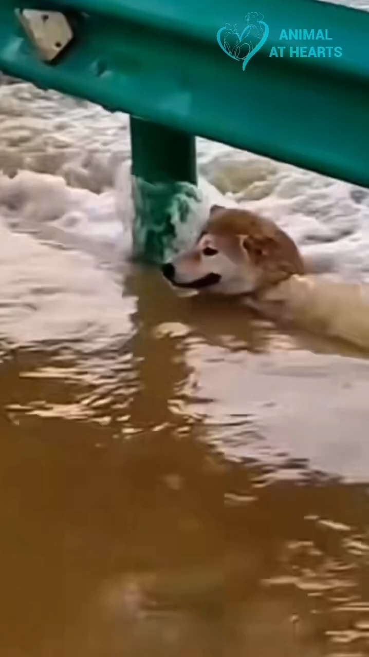 M1009022 see what happen to him Animal At Hearts part2