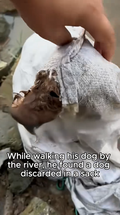 M1009021_straydog viralviedo lonelydog lovememode spayandneuter abandone…_part2