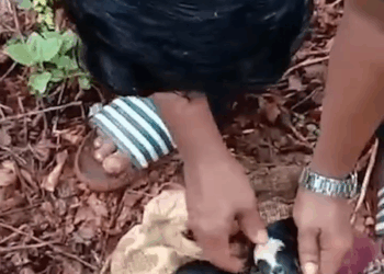 M1009023 Dog Puppies Stuck In Landslide part2