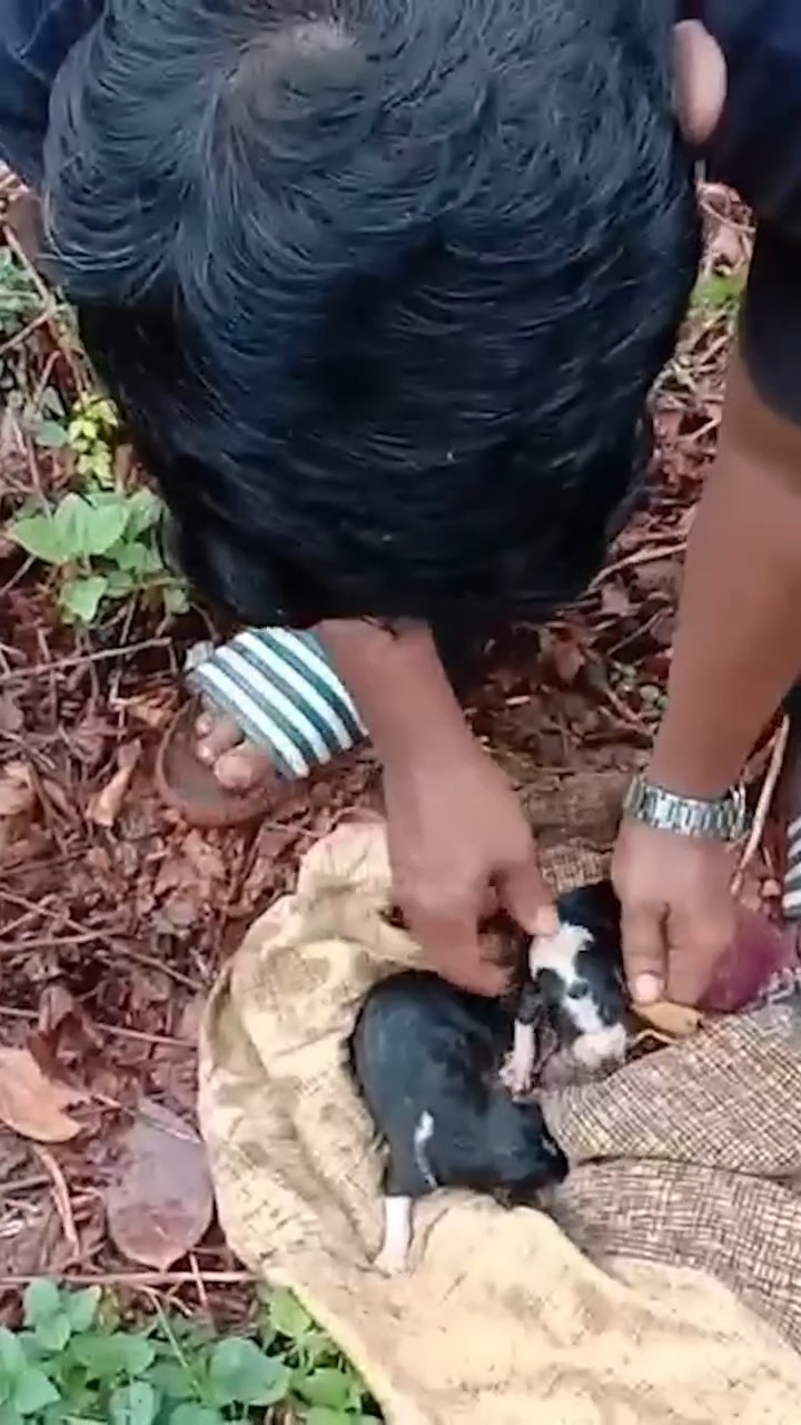 M1009023 Dog Puppies Stuck In Landslide part2