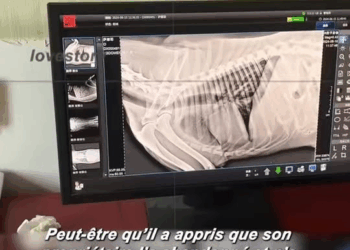 M1009007_tiktok fyp animal lovestory_part2