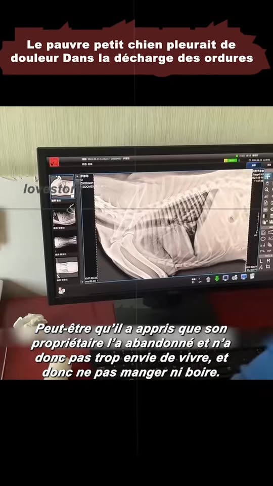 M1009007_tiktok fyp animal lovestory_part2