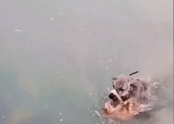 M1008026_Dog rushed into the water to save the kitten rescue animals animal…_part2