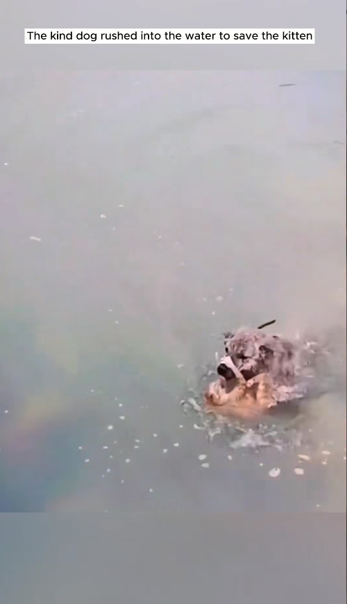 M1008026_Dog rushed into the water to save the kitten rescue animals animal…_part2