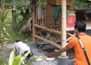 M1009024 Dog is rescued and animal abuser confronted part2