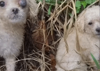 M30090012#amore #amor #dog #ayuda #sos _part2