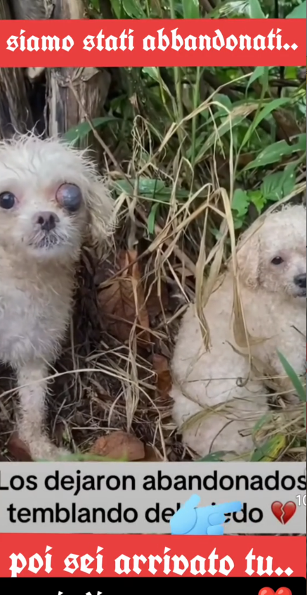 M30090012#amore #amor #dog #ayuda #sos _part2