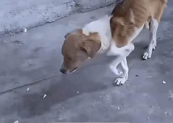 M1010005_Animals Rescue #rescuedog #dogsoftiktok #foryoupage #foryou #dogs _part2