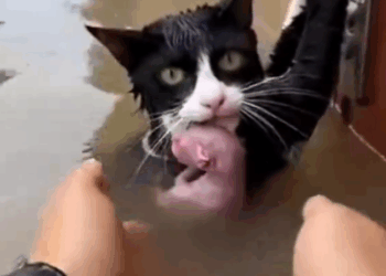 M1510001_sesulit apapun tetap kucing juga menyayangi anaknya #PecintaHewan #Kucing #KucingKurus _part2