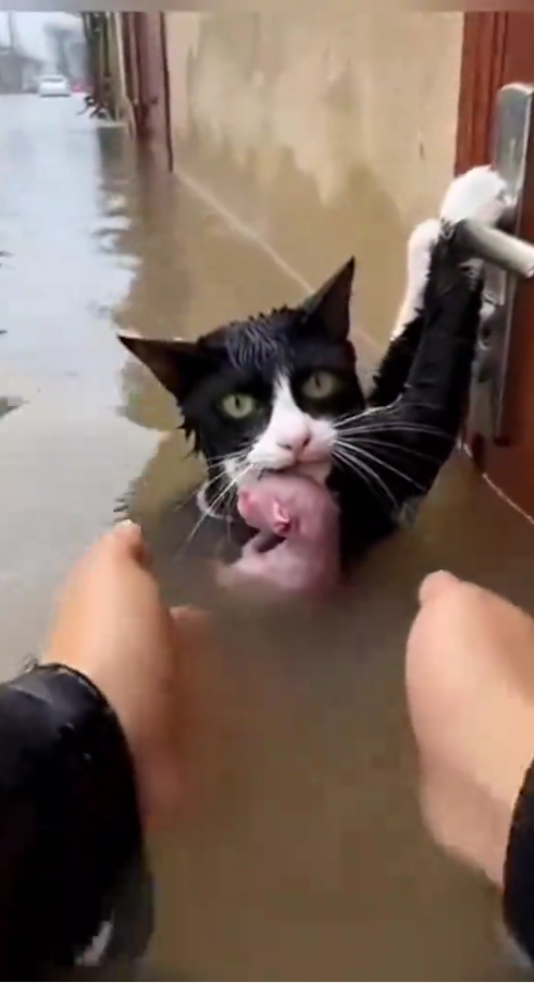 M1510001_sesulit apapun tetap kucing juga menyayangi anaknya #PecintaHewan #Kucing #KucingKurus _part2