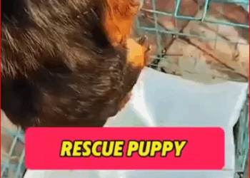 animal rescue (1)_part2