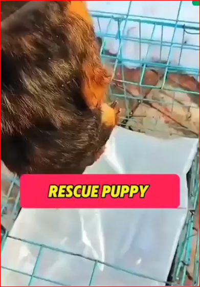 animal rescue (1)_part2