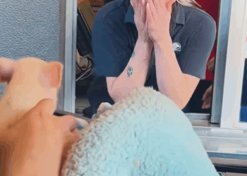 viên kind family rescued newborn piglet fell truck, th…_part2