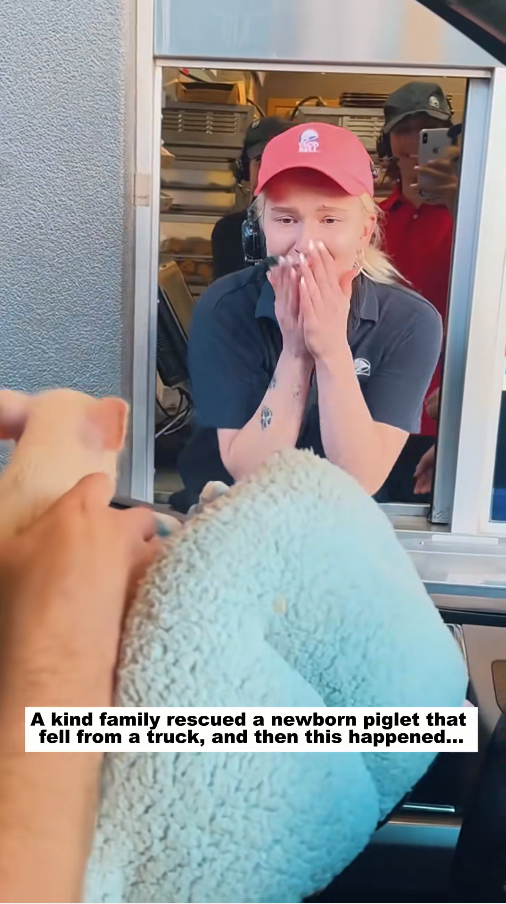 viên kind family rescued newborn piglet fell truck, th…_part2