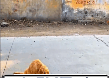 viên Paralyzed dog helped by hero #dog #foryou_part2