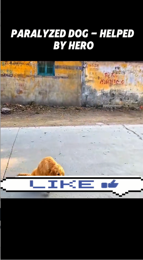 viên Paralyzed dog helped by hero #dog #foryou_part2