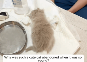 poor kitten was picked up by people raised. #animals #rescue_part2