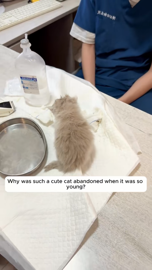 poor kitten was picked up by people raised. #animals #rescue_part2