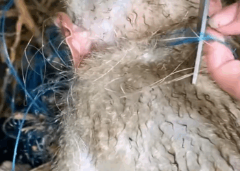 vienRescue baby monkey stuck in net #animals #fy #fyp #rescue #resc…_part2