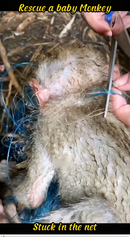vienRescue baby monkey stuck in net #animals #fy #fyp #rescue #resc…_part2