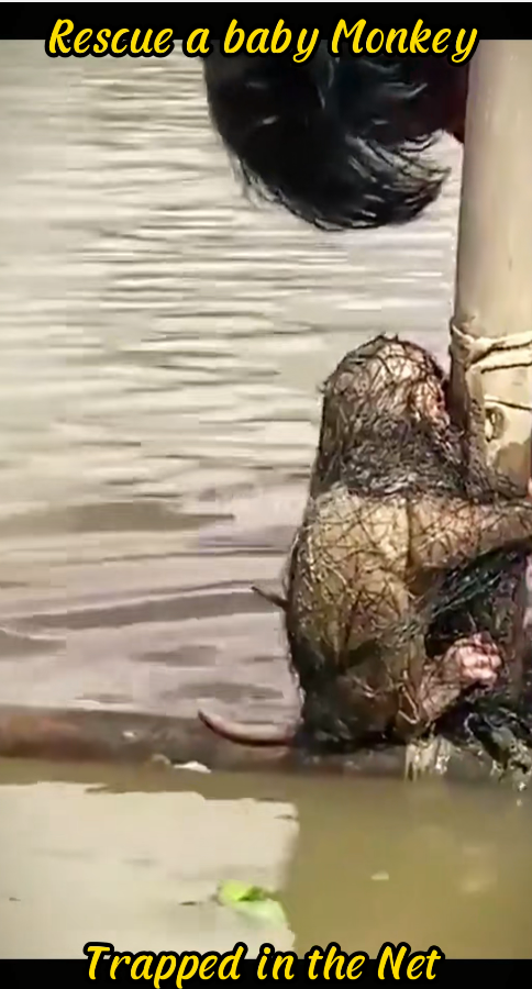 Rescue baby Monkey trapped in net #animals #fy #fyp #rescue #re…_part2