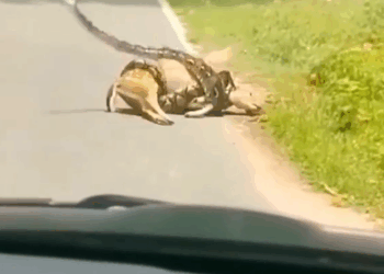 M1010019_p8 #pets #petlovers #doubleexposure _part2