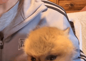 viên adopted baby fox lost its mother #animal #rescueanimals #animalso…_part2