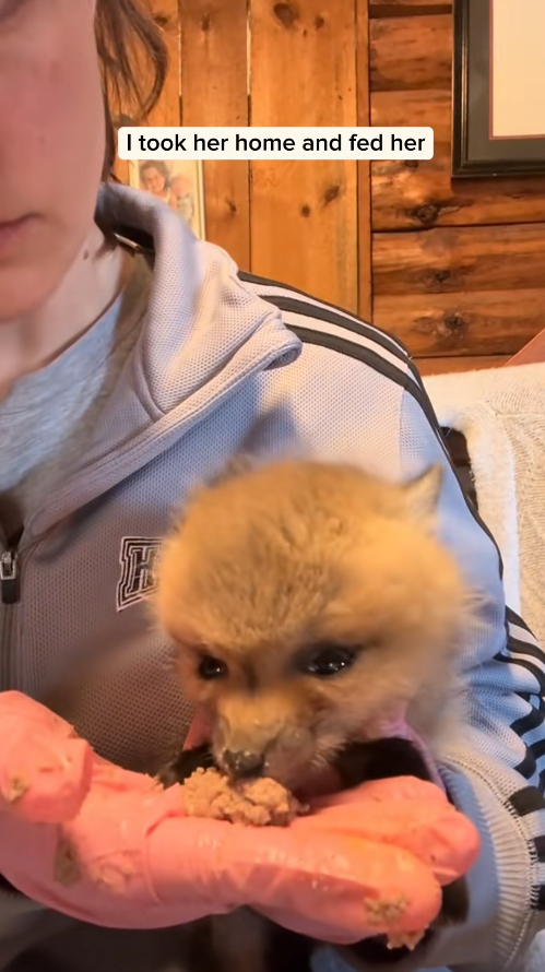 viên adopted baby fox lost its mother #animal #rescueanimals #animalso…_part2