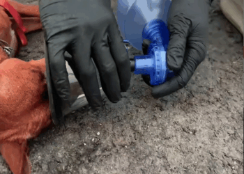 p1 #rescuedog #dogsoftiktok #rescue #dog #doglove #videoviral #fyp #f…_part2