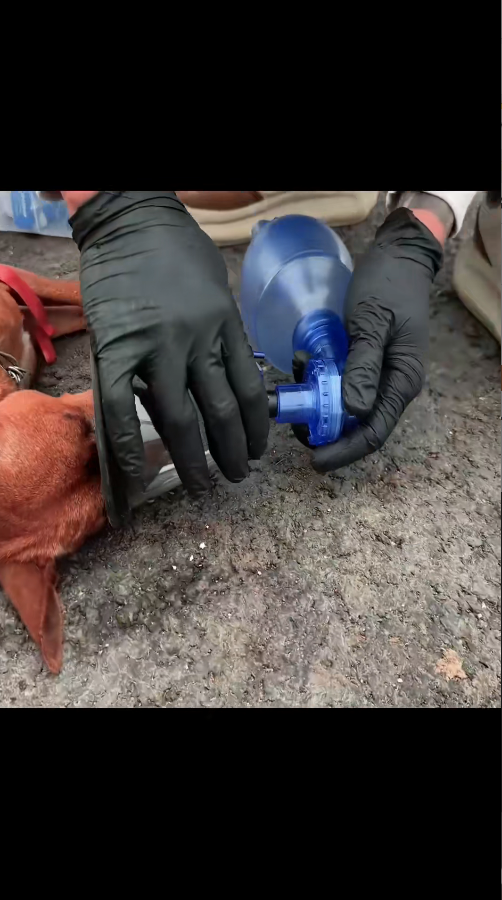 p1 #rescuedog #dogsoftiktok #rescue #dog #doglove #videoviral #fyp #f…_part2