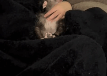 Man rescued baby opossum stuck in tree #animals #rescueanimals #ani