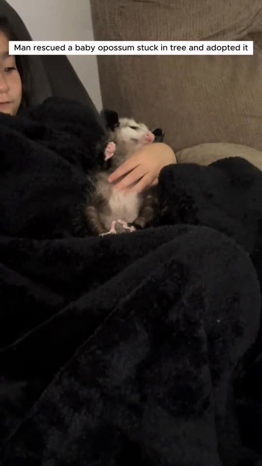 Man rescued baby opossum stuck in tree #animals #rescueanimals #ani