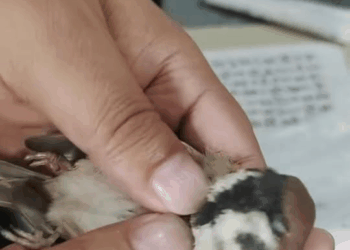 Man rescued bird cat mouth adopted it #animals #rescuean