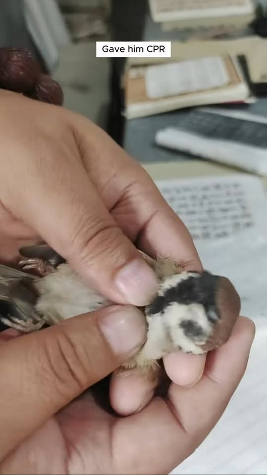 Man rescued bird cat mouth adopted it #animals #rescuean