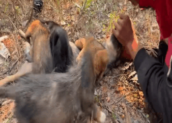 p1 Exhausted mother dog helpless puppies rescued abandoned l