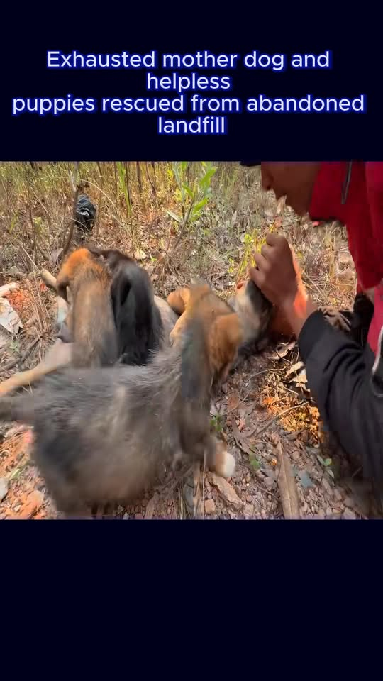 p1 Exhausted mother dog helpless puppies rescued abandoned l