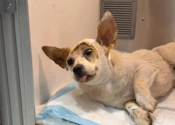 Puppies are very strong