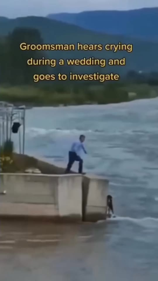 Rescue dog stuck under flood water #animalrescue #dogrescue #dog #str