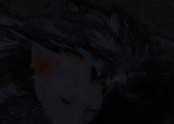 saved falcon kitten #cat #save #falcon #moving #rescueanim