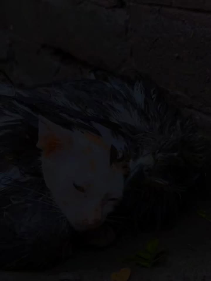 saved falcon kitten #cat #save #falcon #moving #rescueanim