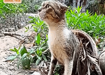 M1510006_The determined mother cat shields her kittens following a tragic loss_part2