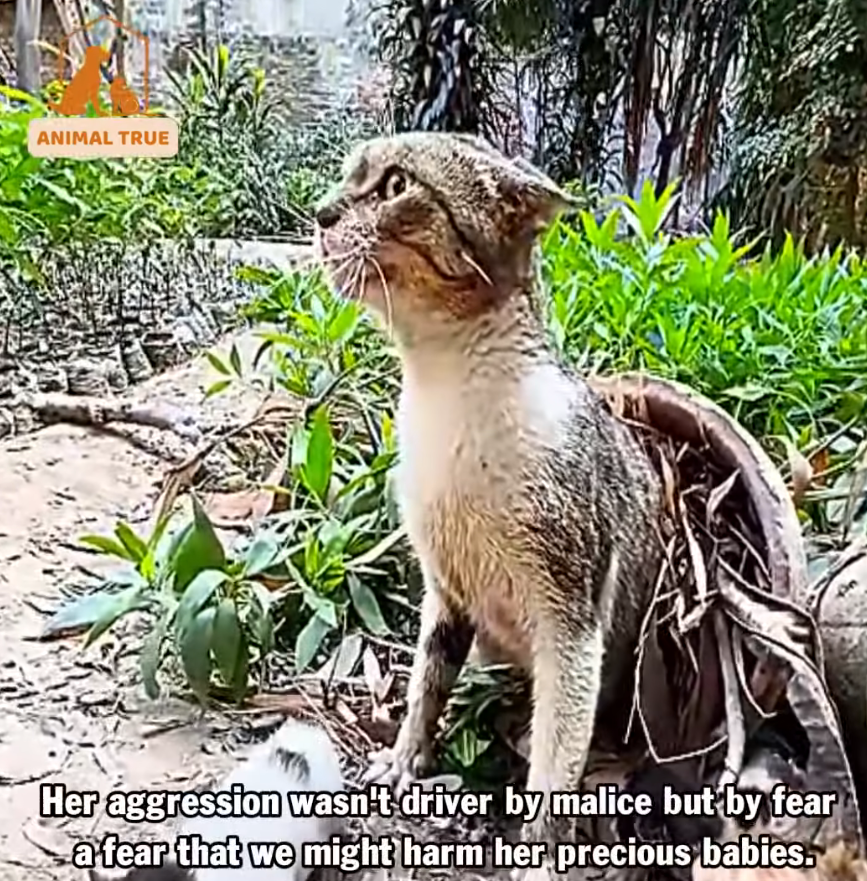 M1510006_The determined mother cat shields her kittens following a tragic loss_part2